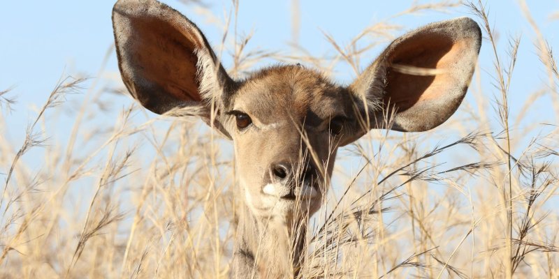 Bild des Kopfes einer Antilope mit großen Ohren, die in hohem Gras steht